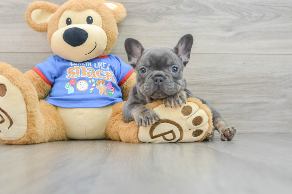 7 week old French Bulldog Puppy For Sale - Windy City Pups