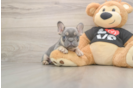 Smart Frenchie Purebred Puppy