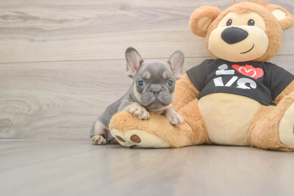 Smart Frenchie Purebred Puppy