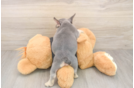 French Bulldog Puppy for Adoption