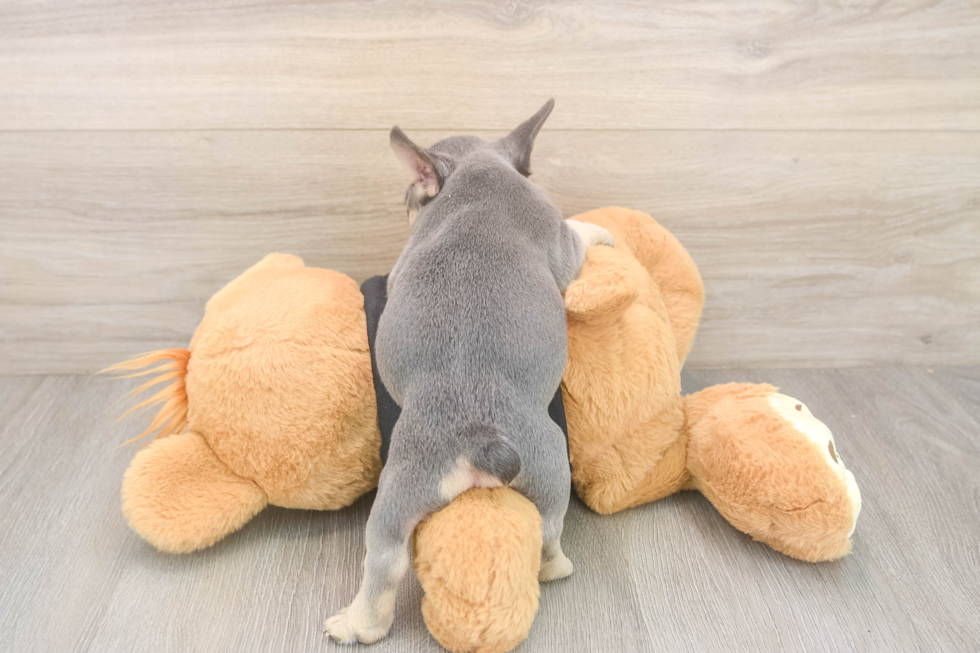 French Bulldog Puppy for Adoption