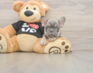 7 week old French Bulldog Puppy For Sale - Windy City Pups