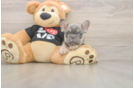 French Bulldog Pup Being Cute