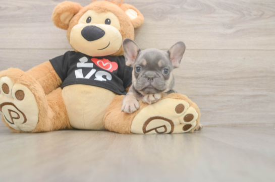 French Bulldog Pup Being Cute