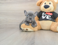 7 week old French Bulldog Puppy For Sale - Windy City Pups