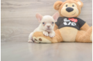 Fluffy Frenchie Purebred Puppy