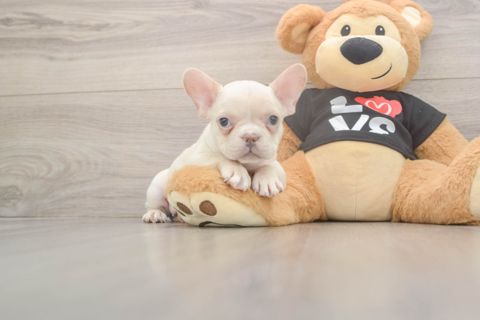 Fluffy Frenchie Purebred Puppy