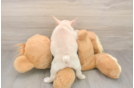 Best French Bulldog Baby
