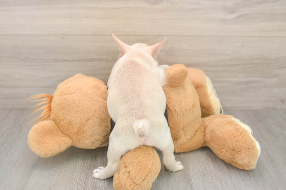 Best French Bulldog Baby