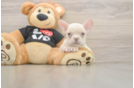 Hypoallergenic French Bulldog Baby
