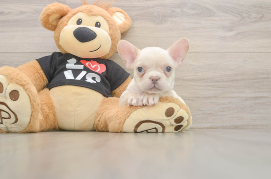 Hypoallergenic French Bulldog Baby