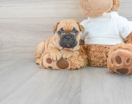 7 week old French Bulldog Puppy For Sale - Windy City Pups
