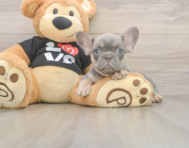 7 week old French Bulldog Puppy For Sale - Windy City Pups