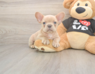 7 week old French Bulldog Puppy For Sale - Windy City Pups
