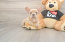 Smart Frenchie Purebred Puppy