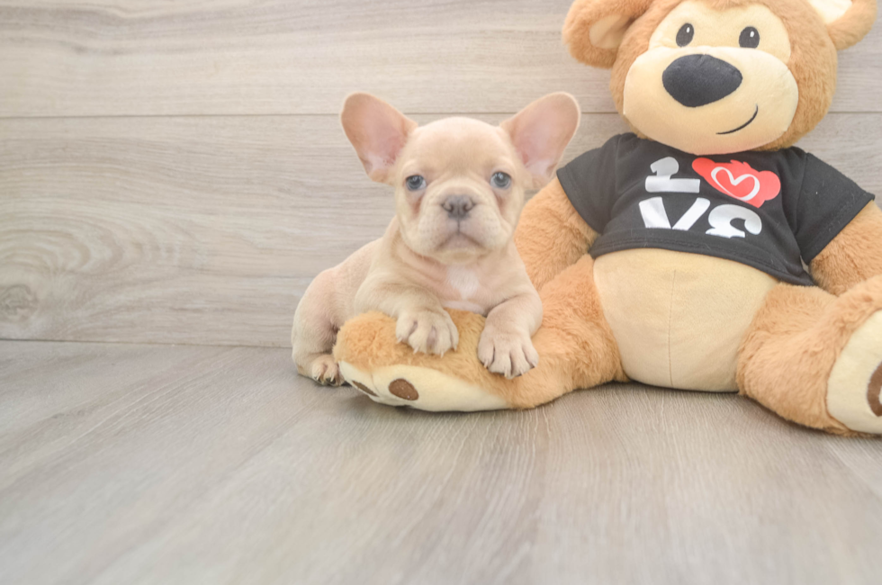 7 week old French Bulldog Puppy For Sale - Windy City Pups