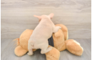 French Bulldog Puppy for Adoption