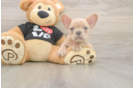 French Bulldog Puppy for Adoption