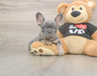 7 week old French Bulldog Puppy For Sale - Windy City Pups