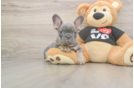 French Bulldog Pup Being Cute
