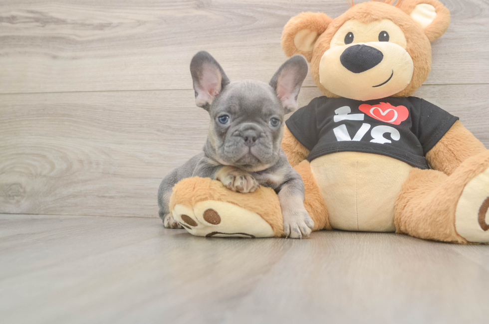 7 week old French Bulldog Puppy For Sale - Windy City Pups