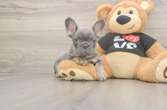 French Bulldog Pup Being Cute