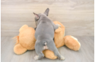 French Bulldog Puppy for Adoption