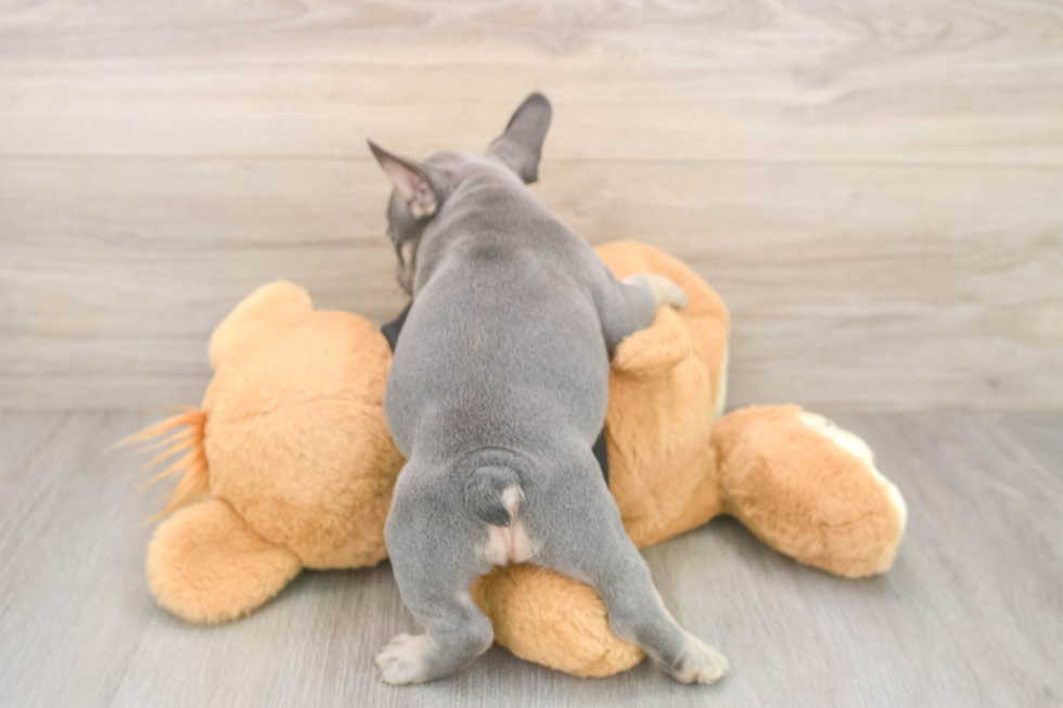 French Bulldog Puppy for Adoption