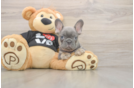 Hypoallergenic French Bulldog Purebred Pup