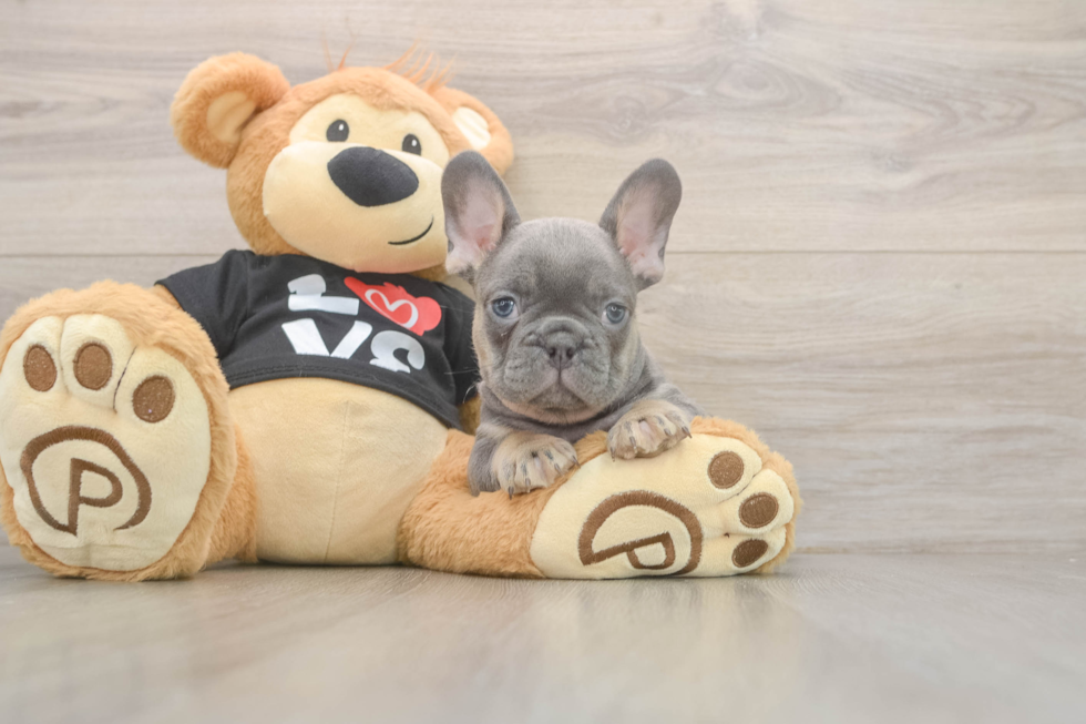 Hypoallergenic French Bulldog Purebred Pup