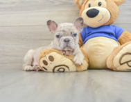 7 week old French Bulldog Puppy For Sale - Windy City Pups