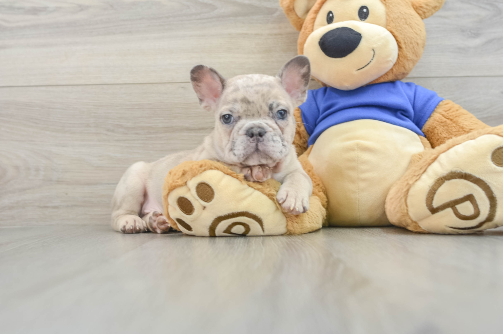 7 week old French Bulldog Puppy For Sale - Windy City Pups