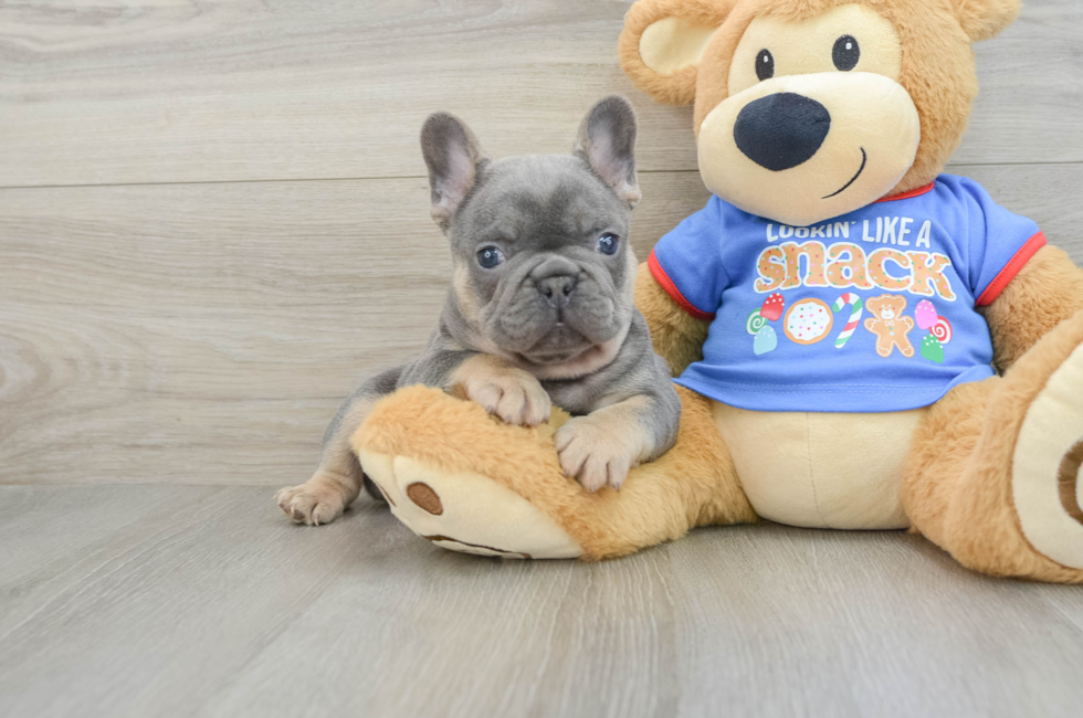 7 week old French Bulldog Puppy For Sale - Windy City Pups