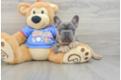 Hypoallergenic French Bulldog Purebred Pup