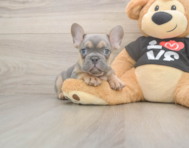 7 week old French Bulldog Puppy For Sale - Windy City Pups