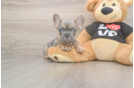 French Bulldog Puppy for Adoption