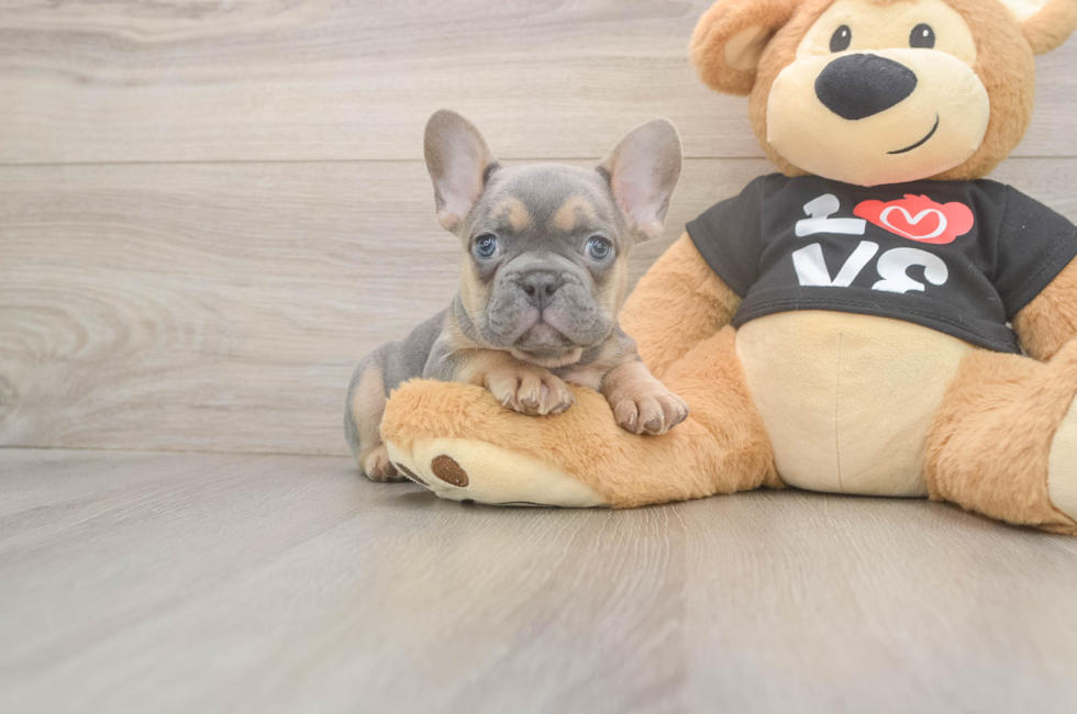 7 week old French Bulldog Puppy For Sale - Windy City Pups
