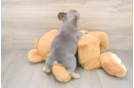 Sweet Frenchie Purebred Puppy