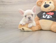 7 week old French Bulldog Puppy For Sale - Windy City Pups
