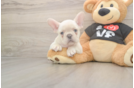 Best French Bulldog Baby