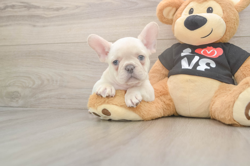 7 week old French Bulldog Puppy For Sale - Windy City Pups