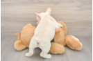 Best French Bulldog Baby