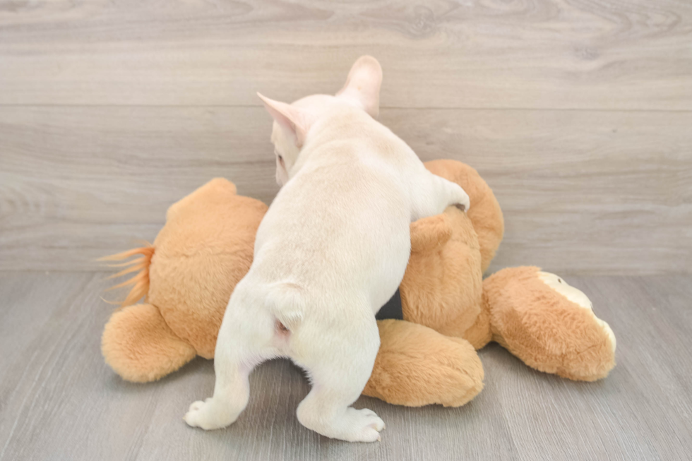 Best French Bulldog Baby
