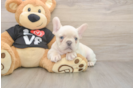 Friendly French Bulldog Baby