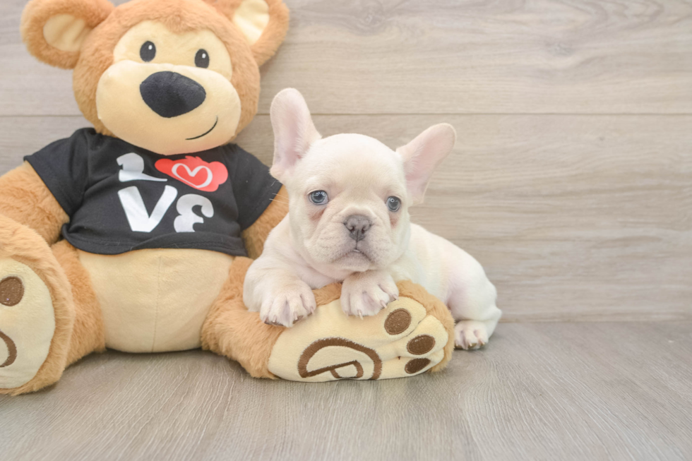 Friendly French Bulldog Baby