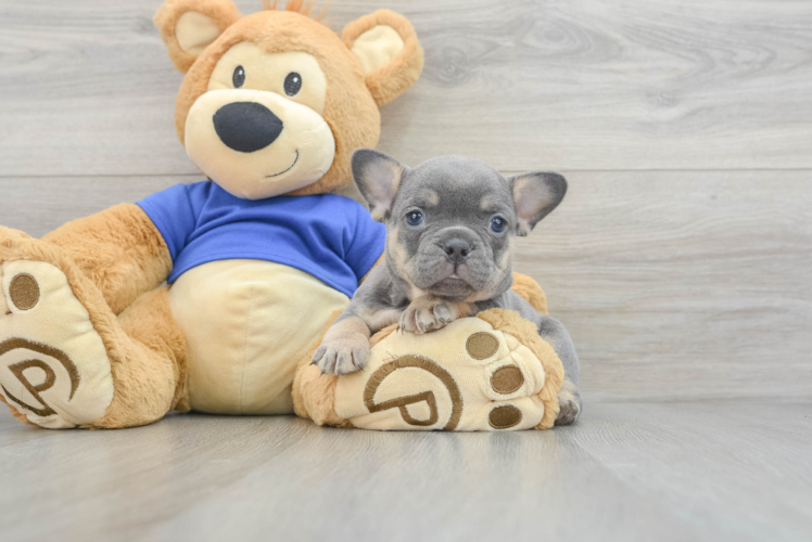 French Bulldog Pup Being Cute