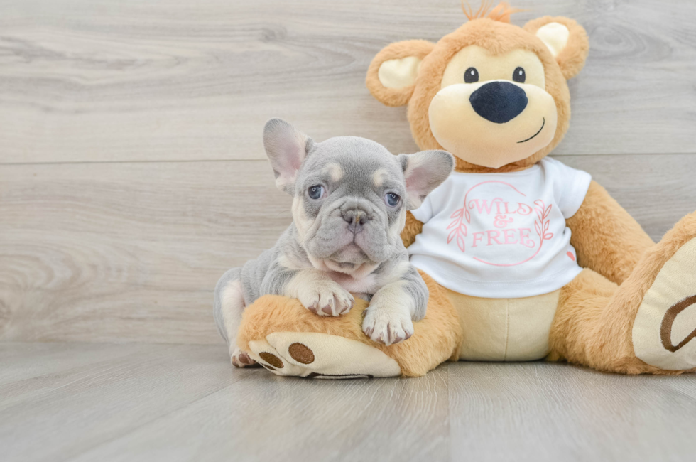 7 week old French Bulldog Puppy For Sale - Windy City Pups