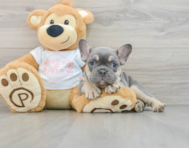 8 week old French Bulldog Puppy For Sale - Windy City Pups