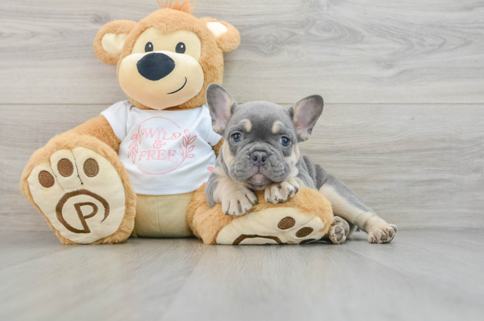 7 week old French Bulldog Puppy For Sale - Windy City Pups