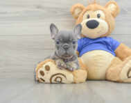 9 week old French Bulldog Puppy For Sale - Windy City Pups